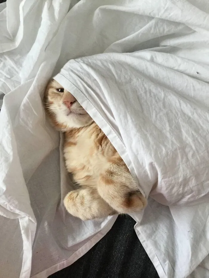 30 Times People Caught “Accidental Renaissance Cats” And Just Had To Share The Pics