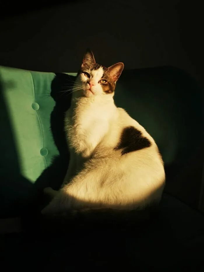 30 Times People Caught “Accidental Renaissance Cats” And Just Had To Share The Pics