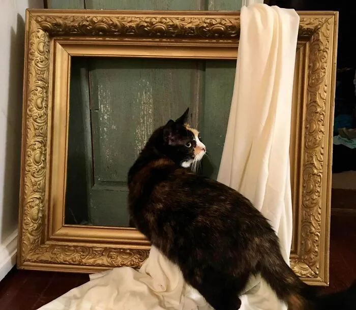 30 Times People Caught “Accidental Renaissance Cats” And Just Had To Share The Pics