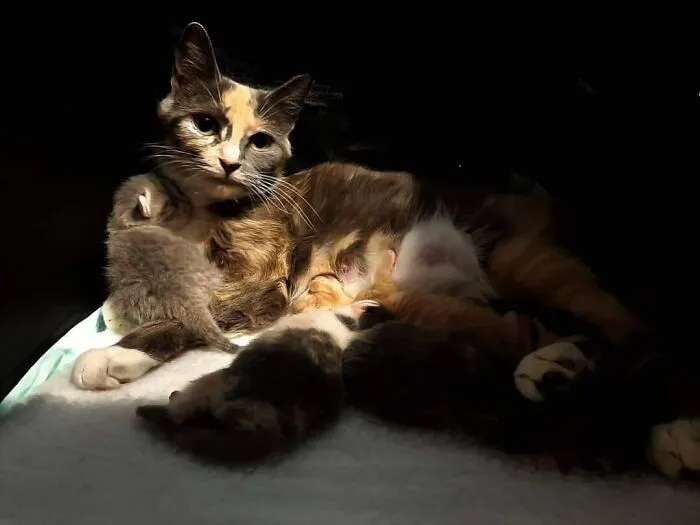 30 Times People Caught “Accidental Renaissance Cats” And Just Had To Share The Pics