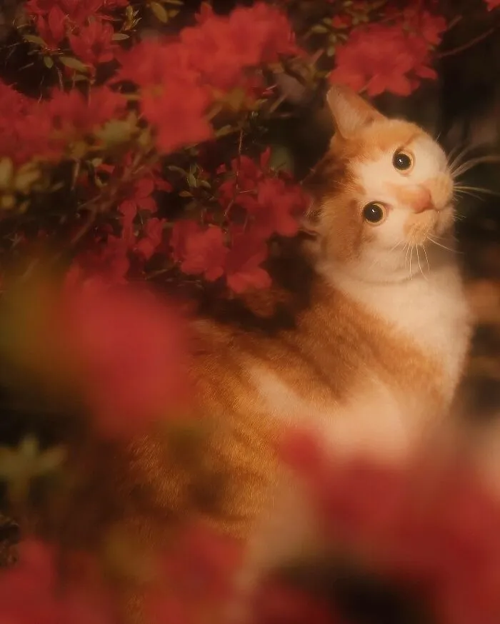 30 Times People Caught “Accidental Renaissance Cats” And Just Had To Share The Pics