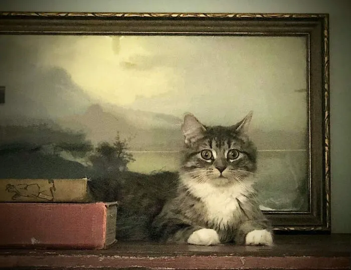 30 Times People Caught “Accidental Renaissance Cats” And Just Had To Share The Pics