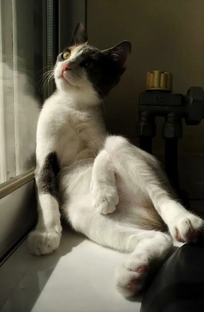 30 Times People Caught “Accidental Renaissance Cats” And Just Had To Share The Pics