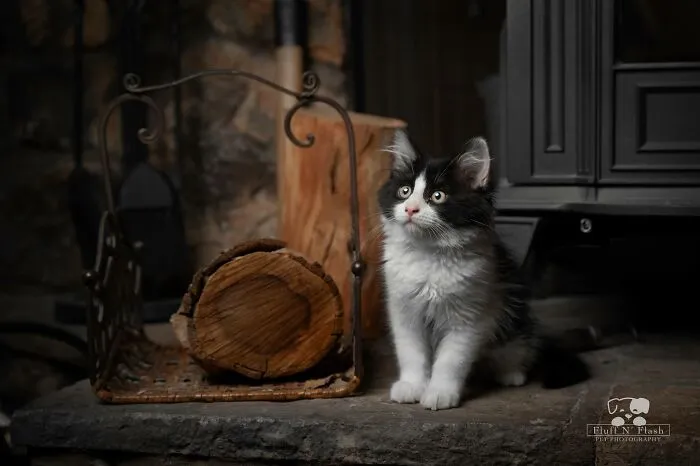 30 Times People Caught “Accidental Renaissance Cats” And Just Had To Share The Pics