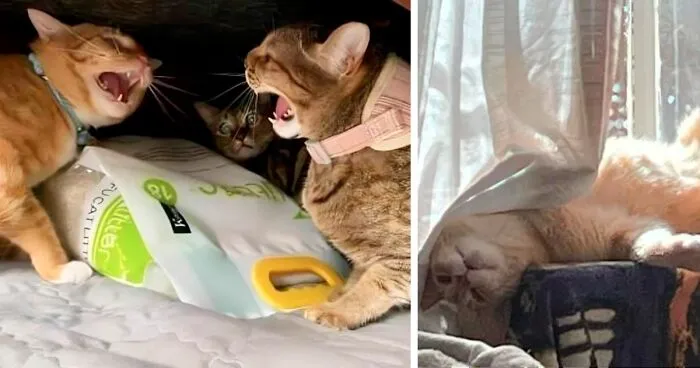 30 Times People Caught “Accidental Renaissance Cats” And Just Had To Share The Pics