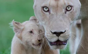 A Tribute To Animal Mothers: My 17 Photos