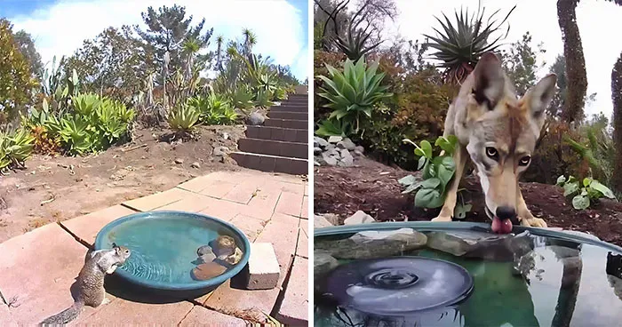 Woman Put A Water Fountain With A Camera In Her Yard, Here Are 24 Photos Of Regular Visitors (New Pics)