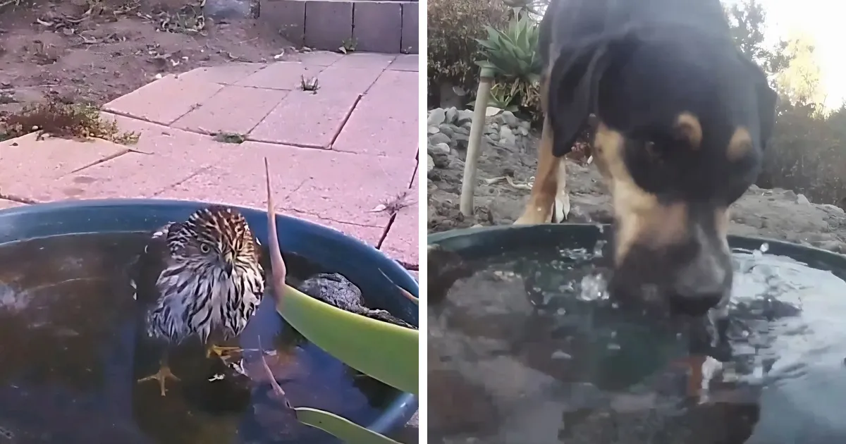 Esta mujer puso una fuente de agua con una cámara en su jardín, y aquí tienes 24 nuevas fotos de quienes la visitan regularmente