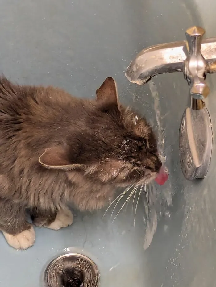 His Lordship Having A Drink