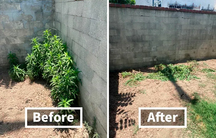 Ditch The Kneeling And Weeding Frustrations With  <a Style="Display:inline;" Href="Https://Www.amazon.com/Grampas-Weeder-Cw-01-Original-Remover/Dp/B001d1ffza?th=1&linkcode=ll1&tag=bplobster-20&linkid=d083c40fe98953893d6cf2a39e8ea8fc&language=en_us&ref_=as_li_ss_tl" Target="_blank"><span Style="Font: Inherit; Color: #d74b1f;"> Grampa's Weeder</Span