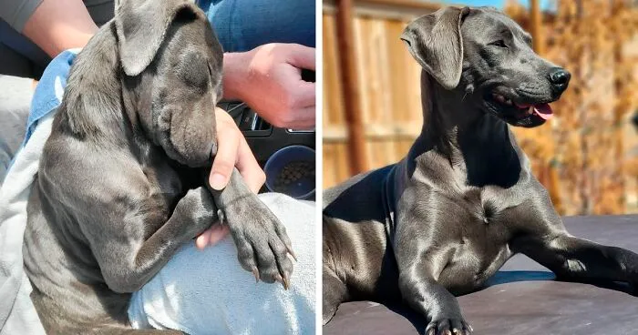 50 Times Dogs Got A Second Chance And Transformed Into Beautiful, Loving Dogs (New Pics)