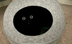 50 Hilarious Cat Pics To Make Any Pet Lover Laugh (Best Of All Time)