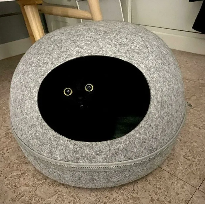 Black Cat Kinda Sus
