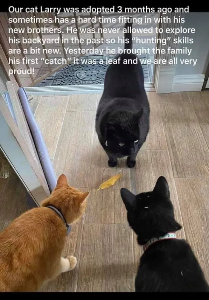 Larry Good Cat