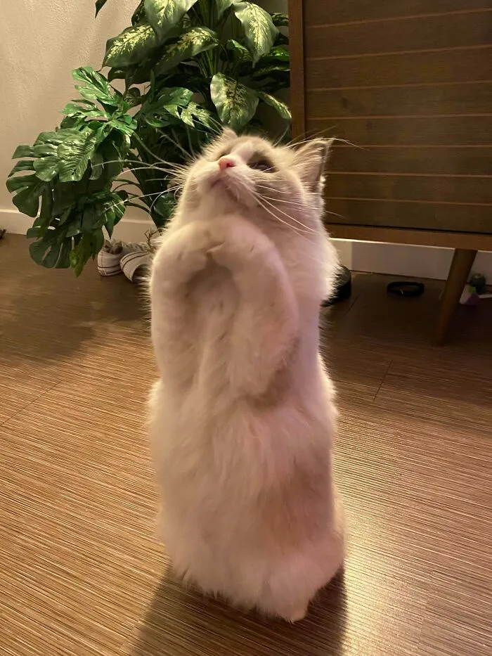 Caught This Absolute Angel Begging For Treats