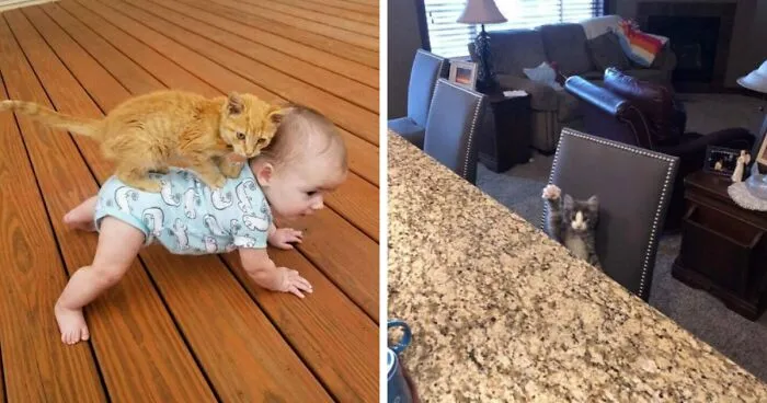 50 Hilarious Cat Pics To Make Any Pet Lover Laugh (Best Of All Time)