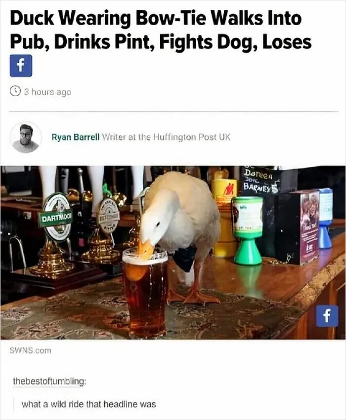 40 Slightly Unhinged Birds That Ended Up On The “Birds With Threatening Auras” Online Page (New Pics)