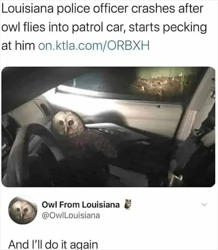 40 Slightly Unhinged Birds That Ended Up On The “Birds With Threatening Auras” Online Page (New Pics)