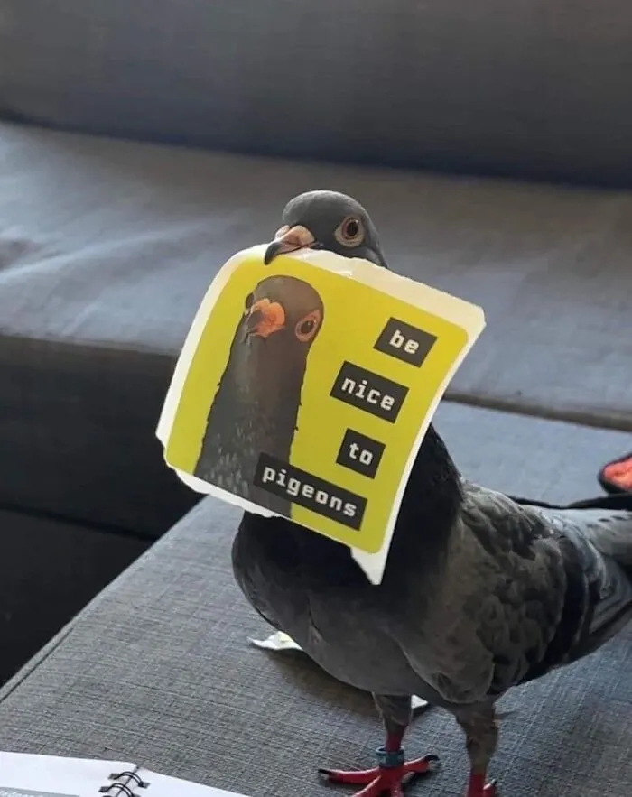 40 Slightly Unhinged Birds That Ended Up On The “Birds With Threatening Auras” Online Page (New Pics)