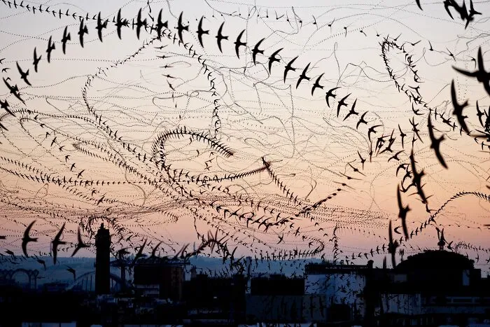 Bird Trails