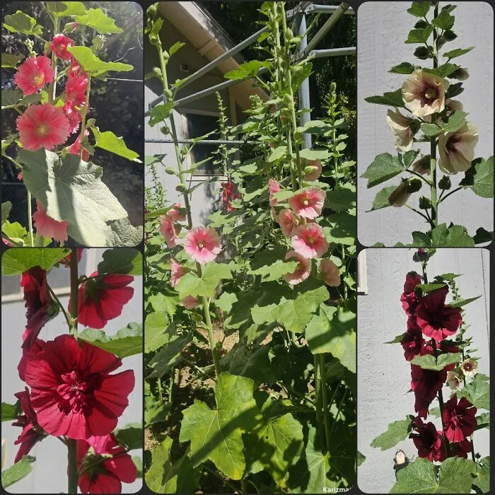 My Hollyhock Jungle.  A Couple Of Them Got About 10 Feet Tall This Year. All Came From One Seed