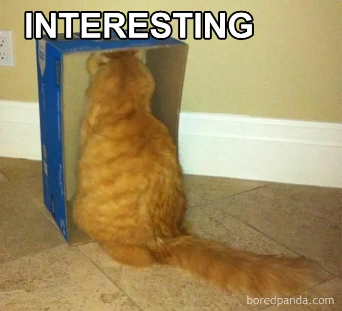 50 Hilarious And Adorable Cat Memes That Prove Why The Internet Loves Them So Much (New Pics)