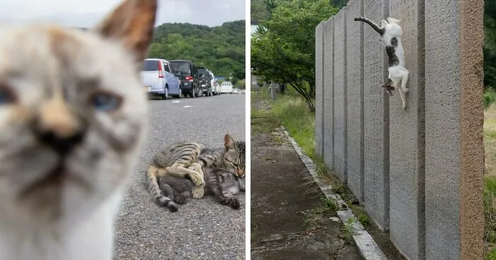 30 Entertaining Cat Pictures Captured By Masayuki Oki (New Pics)