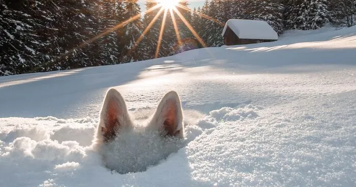 The Comedy Pet Photo Awards 2024 Has Announced Their Winners, And They're Hilarious (15 Pics)