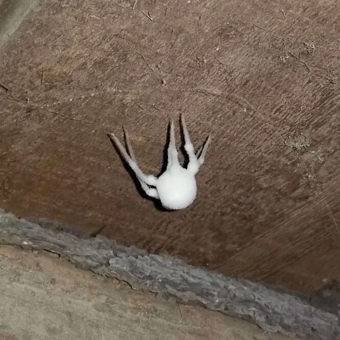 A "Zombie Spider" - Spider Covered In Fungus, Half-Alive, Which Can Crawl Around. Found In My Basement