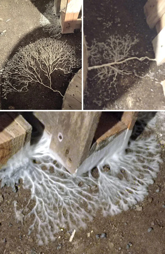 This Mushroom Growing In My Friend's Basement