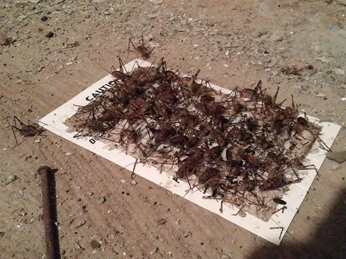 I Put One Of Those Sticky Bug Traps In My Basement, Three Days Later I Remembered To Check It