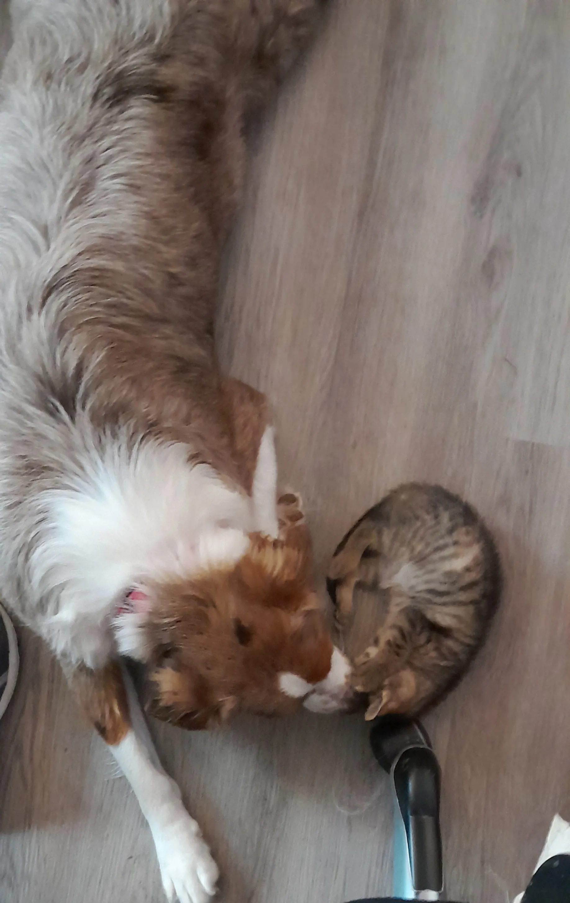 Share A Cute Picture Of Your Cats/Dogs