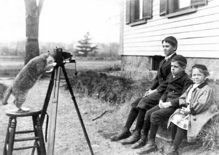 73 Vintage Photos Of Cats That Show Nothing Has Changed In Decades, Collected By This Journalist (New Pics)