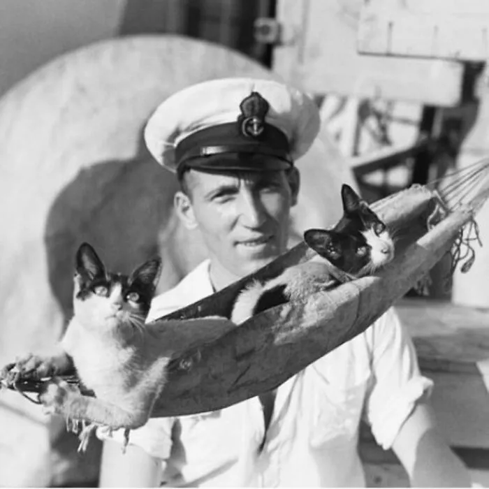 73 Vintage Photos Of Cats That Show Nothing Has Changed In Decades, Collected By This Journalist (New Pics)