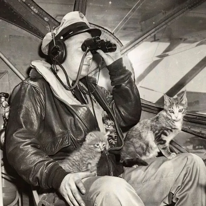 73 Vintage Photos Of Cats That Show Nothing Has Changed In Decades, Collected By This Journalist (New Pics)