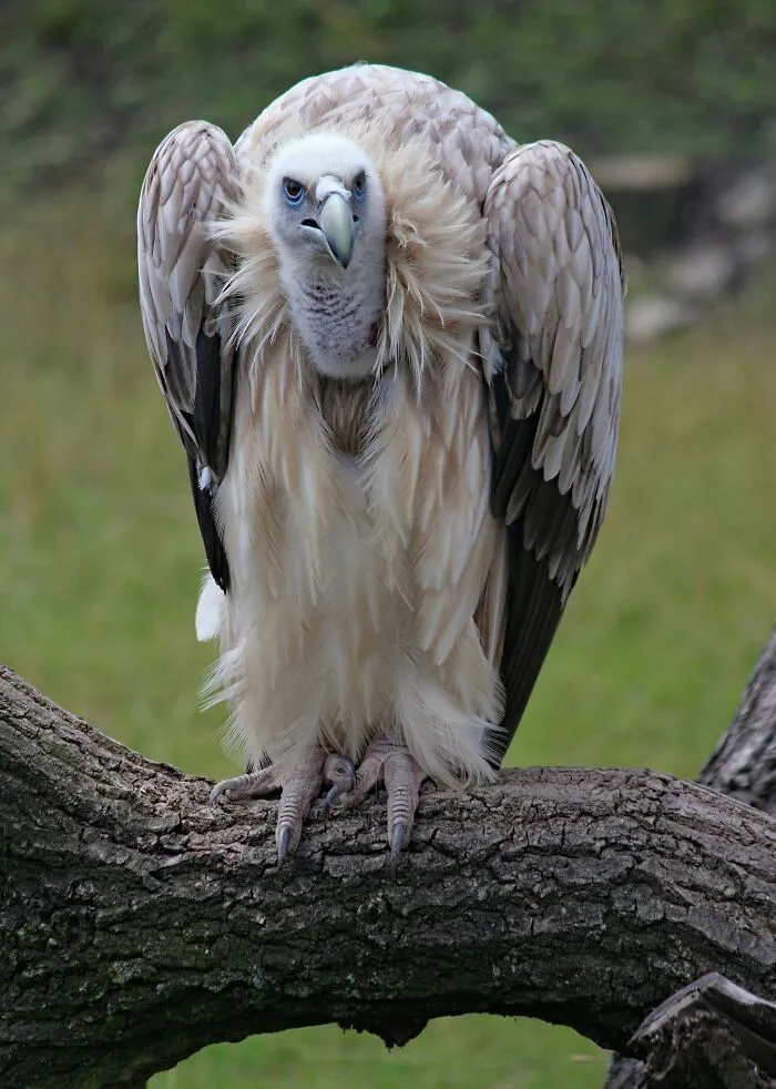 People Share Interesting Wildlife Facts That Not A Lot Of People Know, Here Are The 40 Best Ones