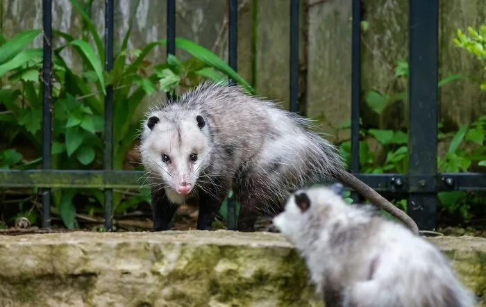 People Share Interesting Wildlife Facts That Not A Lot Of People Know, Here Are The 40 Best Ones