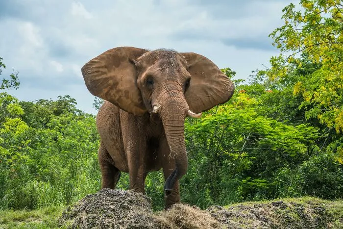 People Share Interesting Wildlife Facts That Not A Lot Of People Know, Here Are The 40 Best Ones