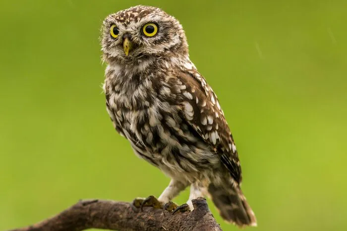 People Share Interesting Wildlife Facts That Not A Lot Of People Know, Here Are The 40 Best Ones