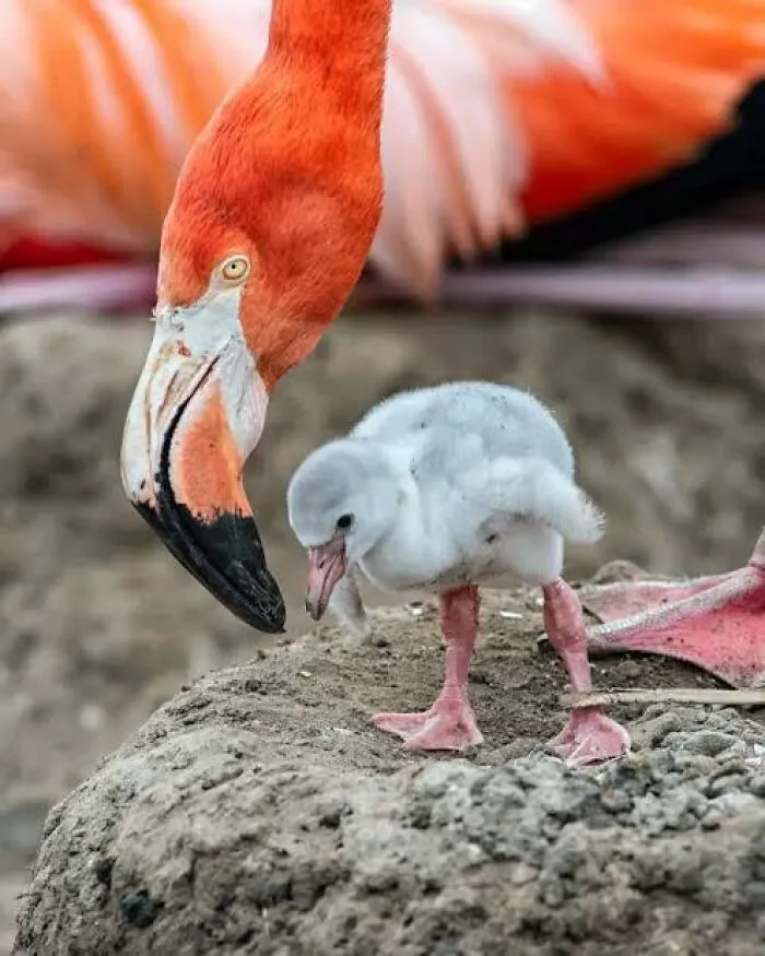 People Share Interesting Wildlife Facts That Not A Lot Of People Know, Here Are The 40 Best Ones
