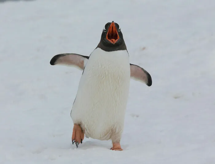 People Share Interesting Wildlife Facts That Not A Lot Of People Know, Here Are The 40 Best Ones