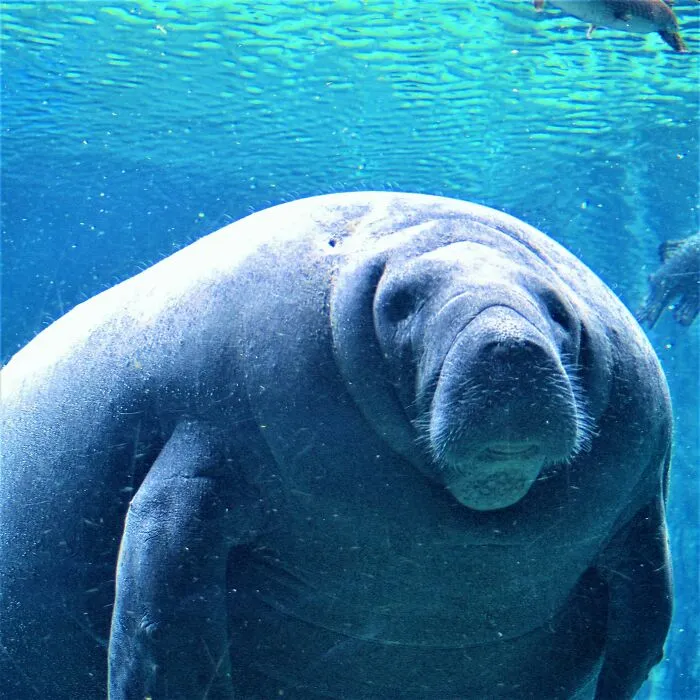 People Share Interesting Wildlife Facts That Not A Lot Of People Know, Here Are The 40 Best Ones