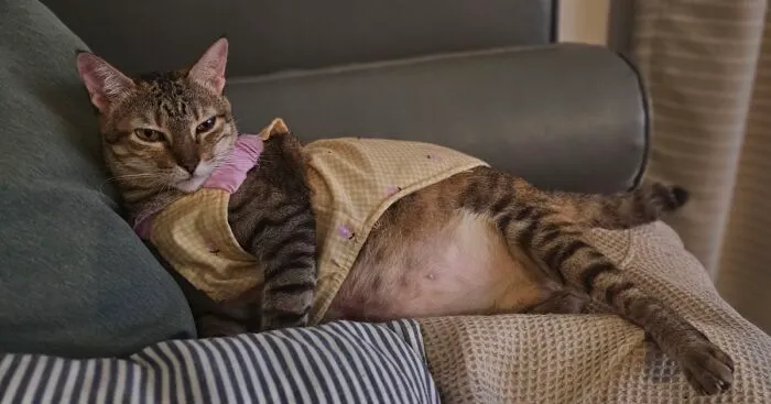 My Ladyship, My Cat, And Her Awesome Self (12 Pics)