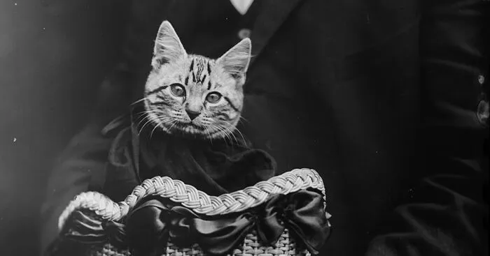 Bodega Cats Of New York Announces Historical Walking Tour For Cat Lovers