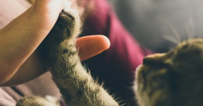Hey Pandas, Share A Pic Of Your Pet Doing Something Normal Pets Don't Do (Closed)