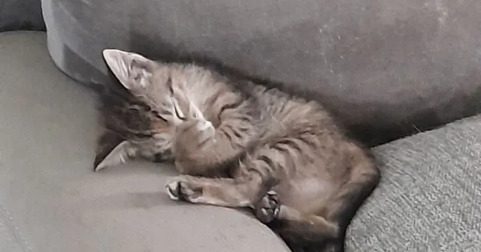 Hey Pandas, Share A Cute Picture Of Your Pet