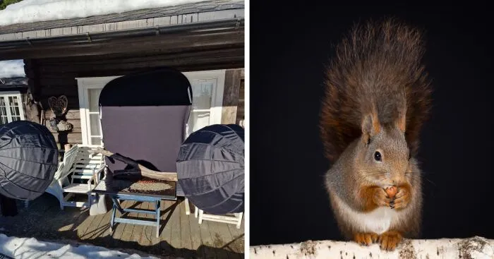 I Wanted To Photograph Squirrels In Studio