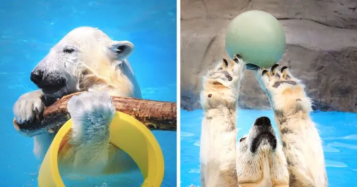 I Captured Polar Bears Playing With Water On Hot Days (11 Pics)