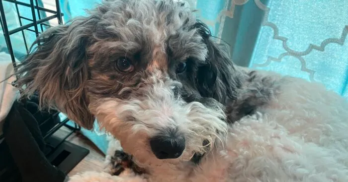 Owner's Dog Gets Hit By A Car That Didn't Stop: This Is Their Story