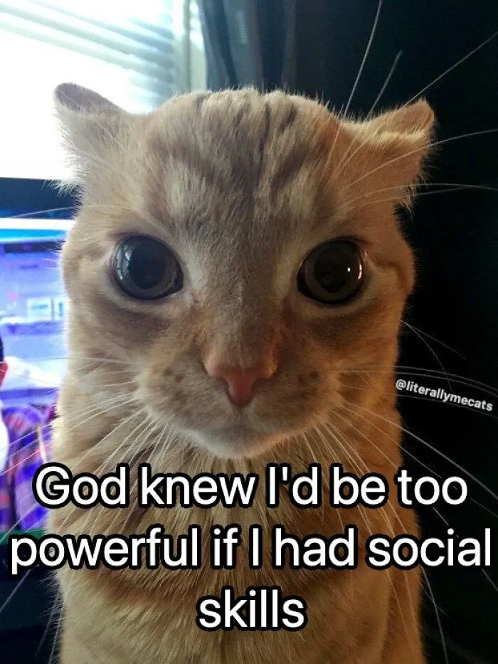 30 Cat Memes That Might Make You Say "That's Literally Me"